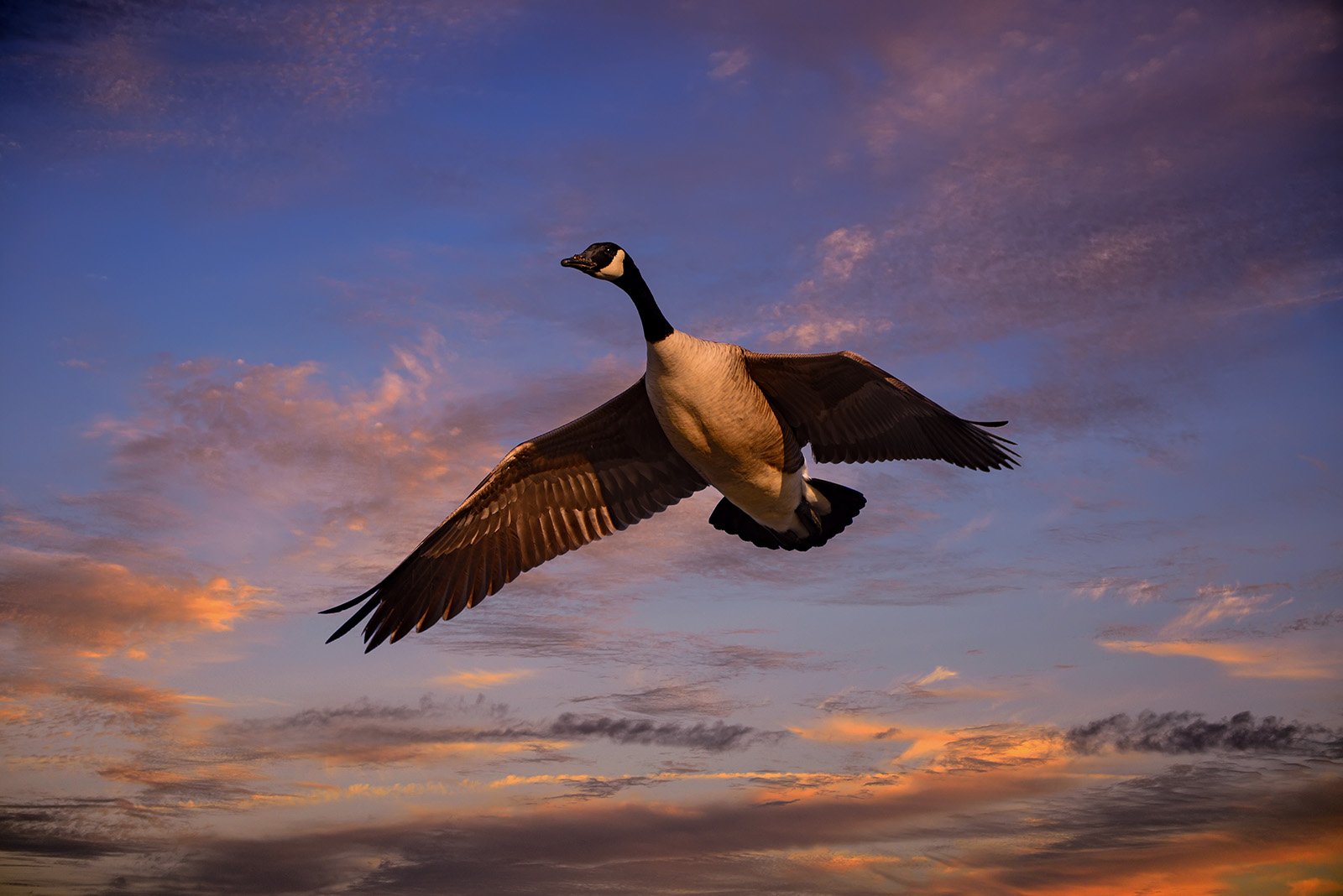 Cloud Migration